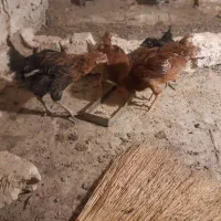 جوجه مرغ محلی وکفتر