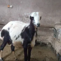 بره قوچ پلنگی