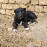 ۴تا توله خراسانی