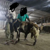 قوچ بروجردی