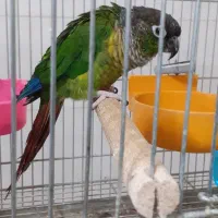 نرمال بالغ ۱۸ ماهه نر گرینچیک مست و آماده پا جفت|پرنده|اصفهان, قائمیه|دیوار