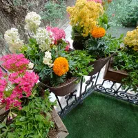 خدمات باغبانی کاشت گل گیاه باغچه تعویض خاک گلدون|خدمات باغبانی و درختکاری|تهران, سعادت‌آباد|دیوار