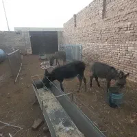 مادیون‌باکره