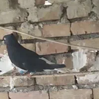 کبوتر پرنده