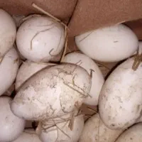 تخم  قو غاز نطفه دار ۵۰ تومن