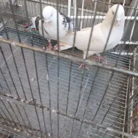 سره قناری کفتر پرون|پرنده|ری, ولی آباد|دیوار