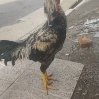 خروس لاری افغان