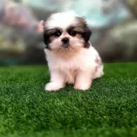 توله شیتزو،پیکینز،شیواوا،کراس