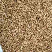 بذر یونجه(رنجر)