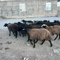 بره نر ماده دشتی|حیوانات مزرعه|دوتپه, |دیوار