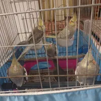 عروس هلندی سینامون آهویی وگل باقالی