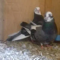 یک جفت شازده پرش بالا