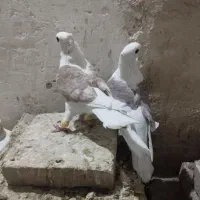 کبوتر|پرنده|بردسکن, |دیوار
