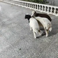 بره نر سرحال وآشتی|حیوانات مزرعه|بندرعباس, |دیوار