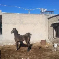 کره مادیون تولیدی|اسب و تجهیزات اسبسواری|بهبهان, |دیوار