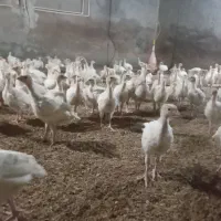 جوجه بوقلمون بیوتی|حیوانات مزرعه|مشگین شهر, |دیوار