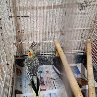 طوطی عروس هلندی|پرنده|رشت, اسماعیل آباد|دیوار