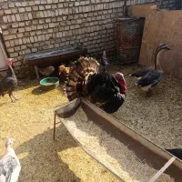 بوقلمون قوغاز مرغ خروس|حیوانات مزرعه|قرچک, فردیس|دیوار