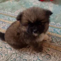 سگ پامر عروسکی