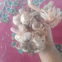 پیاز زعفران تربت حیدریه بخش زاوه|عمده‌فروشی|تربت‌حیدریه, بازار|دیوار
