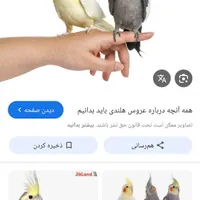 عروس هلندی گم شده