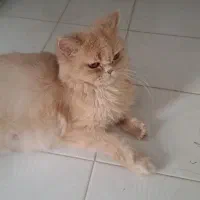 بچه گربه پرشین-هیمالین|گربه|یزد, |دیوار