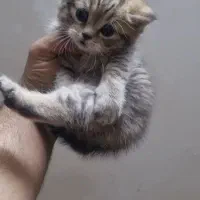 توله بریتیش بلک گلد