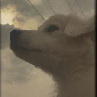 سگ پاکوتاه بازی گوش ۲۵۰۰ ق