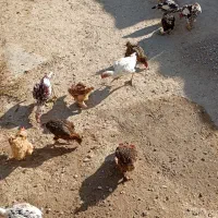 مرغ وخروس|حیوانات مزرعه|زرین دشت (همدان), |دیوار