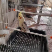عروس هلندی
