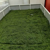 تولیدی وفروشگاه سبزی خشک وتازه