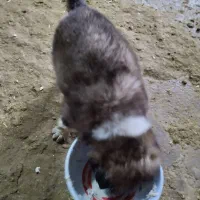 قهدریجان نر|سگ|اسدآباد, |دیوار