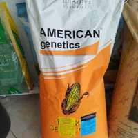 بذر ذرت
