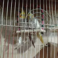 جفت عروس هلندی