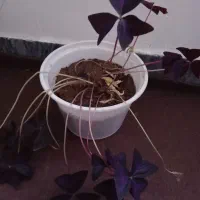 گل‌زیبا‌فروشی