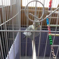 عروس هلندی سالم و سرحال