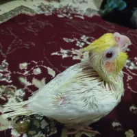 جوجه طوطی سرلاکی