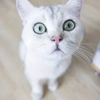 غذای گربه