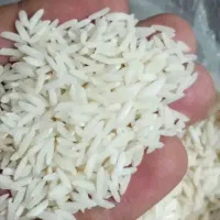 برنج شیرودی