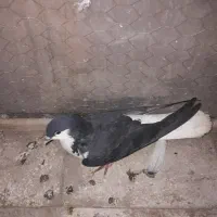 سبز پولکی . سده سیاه . سده افشون|پرنده|سبزوار, قصبه شرقی|دیوار