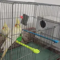 جفت عروس هلندی لوتینو