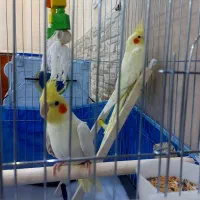 یک جفت عروس هلندی مولد لوتینو