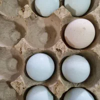 تخم لاکندزی سبز و سمانی