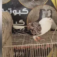 ساده هفرنگ جفتگاه|پرنده|رضویه, |دیوار