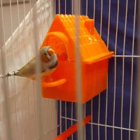 فنچ نر زبرا تپل خونگی درشت