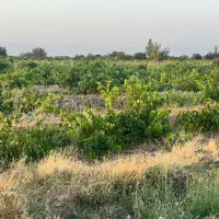 فروشِ ۵۰۰ متر باغ در شهرِ تاکستان|فروش دفتر صنعتی، کشاورزی، تجاری|کرج, فاز ۱ مهرشهر|دیوار