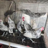 تخم مرغ برهما|حیوانات مزرعه|قائم‌شهر, |دیوار