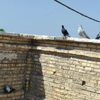 ۱۷عددرنگی دوری|پرنده|شوشتر, |دیوار