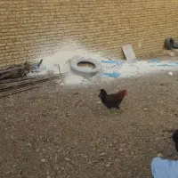 خروس دو عدد|حیوانات مزرعه|گلمکان, |دیوار