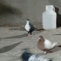 کبوتر رنگه|پرنده|شیروان (خراسان), |دیوار